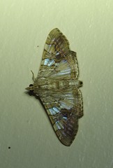 Glyphodes cosmarcha