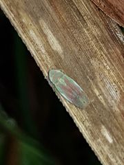 Linnavuoriella arcuata