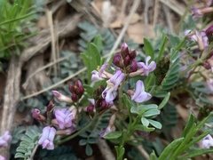 Astragalus cobrensis