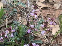 Astragalus cobrensis
