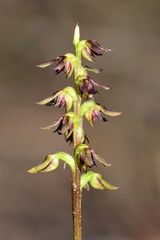 Genoplesium clivicola