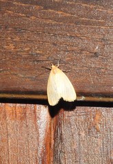 Symmetrodes sciocosma