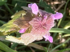 Lamium purpureum