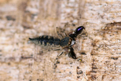 Cheliferoides segmentatus