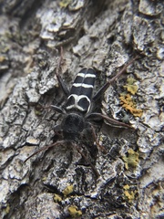 Neoclytus caprea