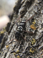 Neoclytus caprea