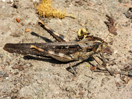 iNaturalist observation photo of Gray Bird Grasshopper