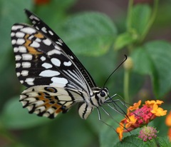 Papilio demoleus malayanus