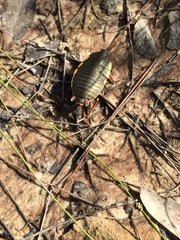 Polyzosteria limbata