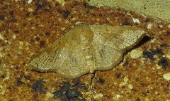 Canaea hyalospila