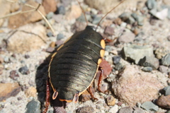 Polyzosteria limbata