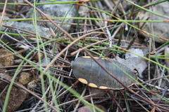 Polyzosteria limbata