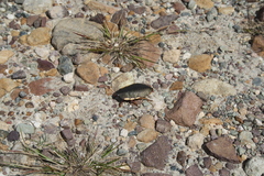 Polyzosteria limbata