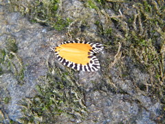 Pseudatteria volcanica