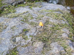 Pseudatteria volcanica