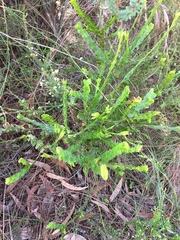 Boronia serrulata