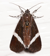 Coenotoca subaspersa