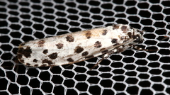 Ethmia clytodoxa