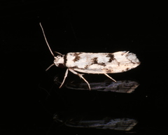 Lichenaula calligrapha