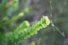 Boronia serrulata