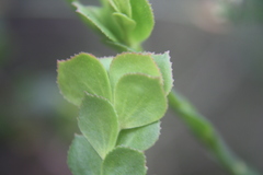Boronia serrulata