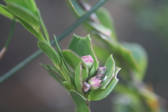 Boronia serrulata