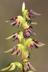 Genoplesium clivicola