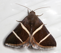 Grammodes justa