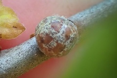 Kermesidae