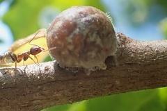 Kermesidae