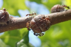Kermesidae