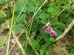 Vicia dumetorum