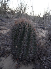 Ferocactus santa-maria