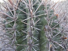 Ferocactus santa-maria