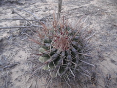 Ferocactus santa-maria