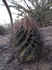 Ferocactus santa-maria