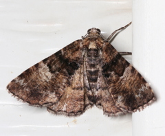 Aporoctena scierodes