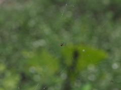 Argyrodes miniaceus
