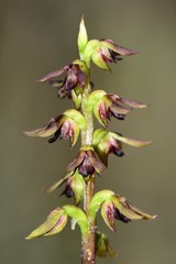 Genoplesium clivicola