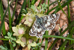 Muschampia antonia