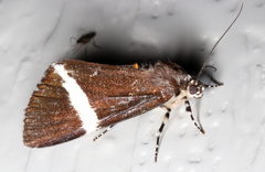 Coenotoca subaspersa