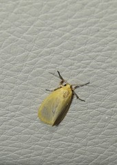 Symmetrodes sciocosma