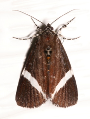 Coenotoca subaspersa