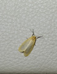 Symmetrodes sciocosma