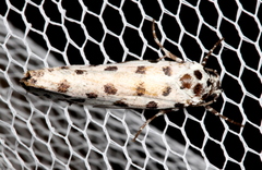 Ethmia clytodoxa