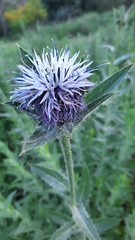 Carthamus caeruleus