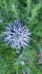 Carthamus caeruleus