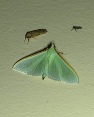 Stemorrhages amphitritalis