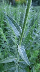 Carthamus caeruleus