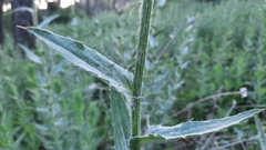 Carthamus caeruleus